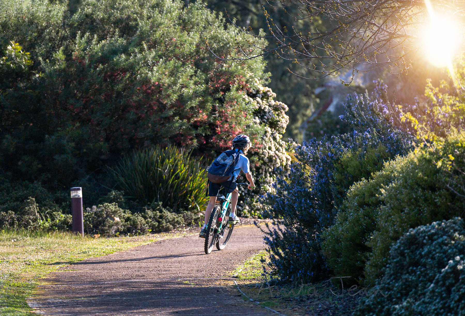 Photo of Schoolboy riding his bike to school through a park in the small town of Darkan, Western Australia. He has a helmet on his head and his backpack on his back.
