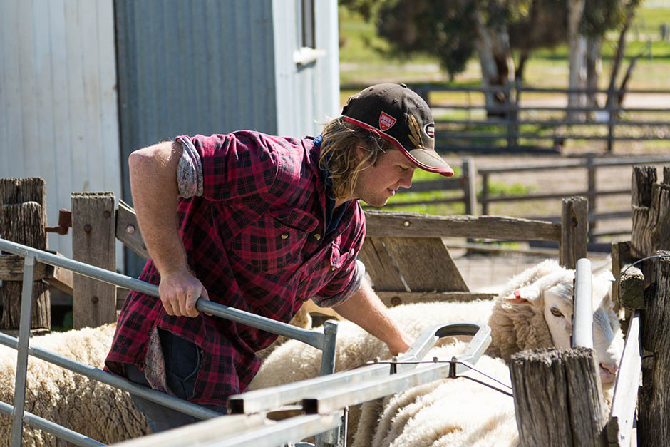 photo of young farmer in yards with sheep in the wheatbelt
