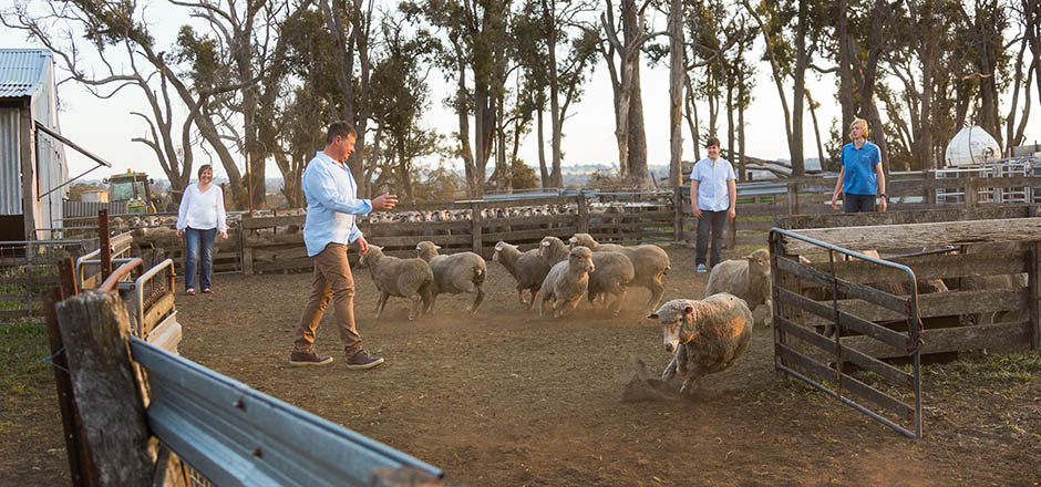 Photo of family and sheep in sheepyards