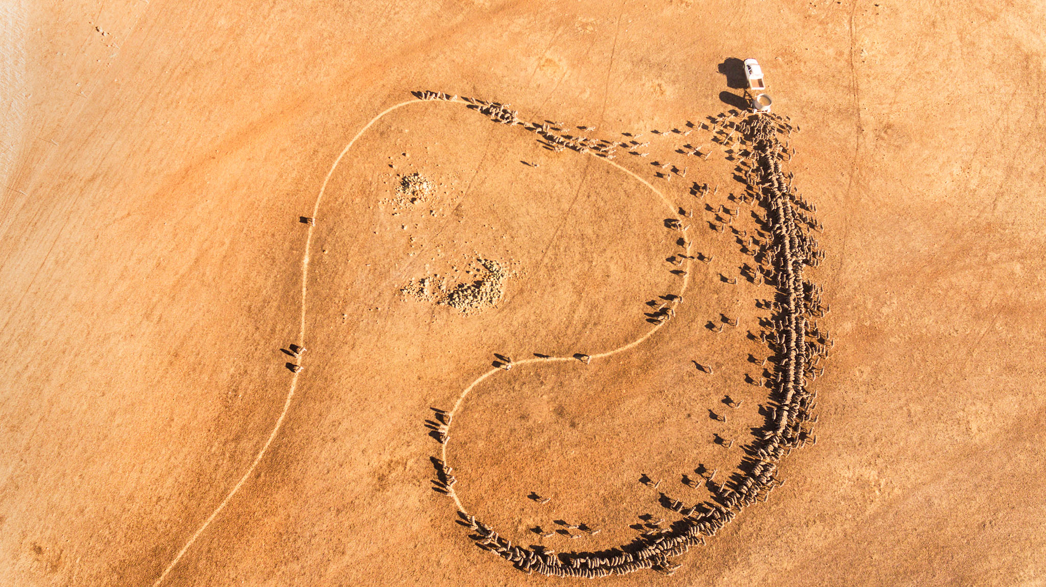 Aerial photo showing the trail of grain fed out to sheep creating a sinuous line through a dry brown landscape