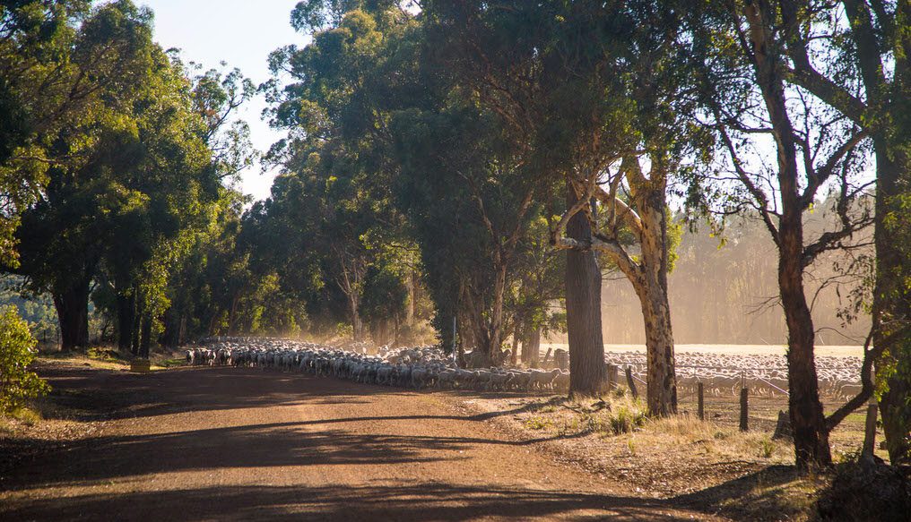 Photo of sheep on a country road by Caro Telfer.